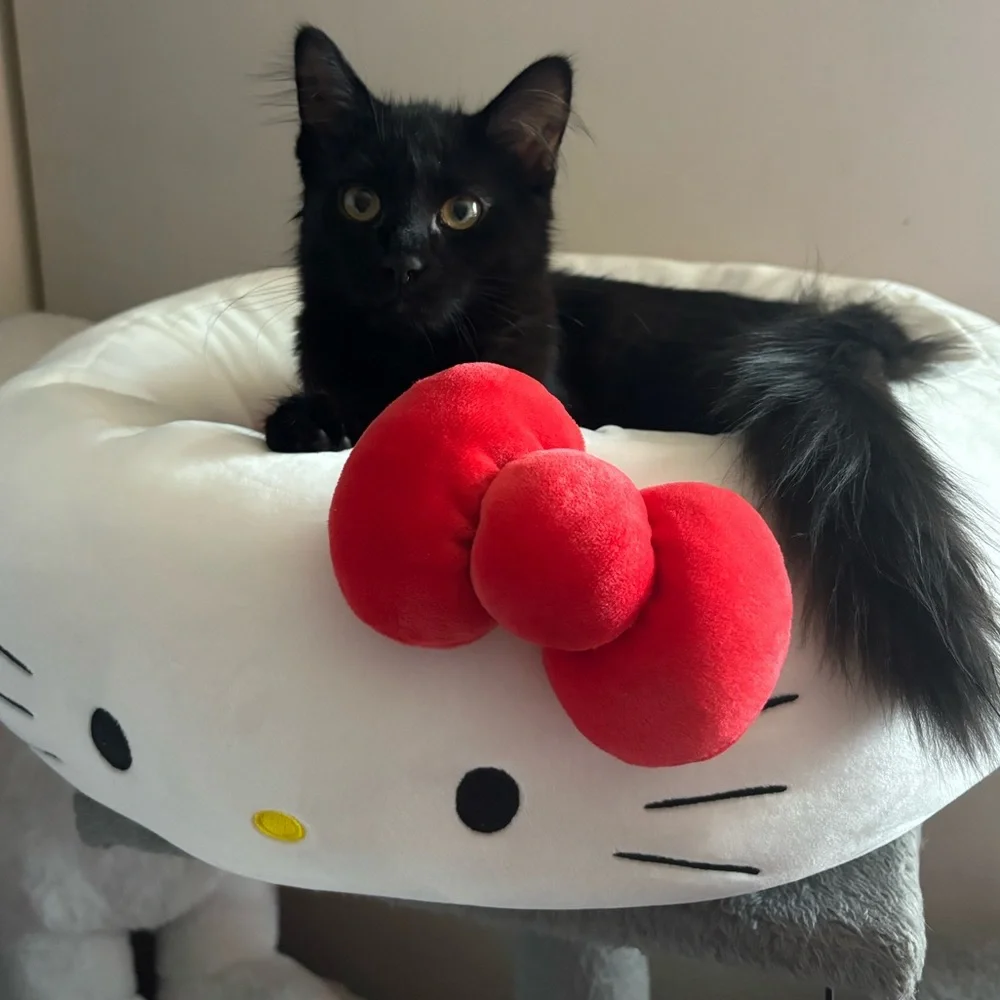 HELLO KITTY PET BED